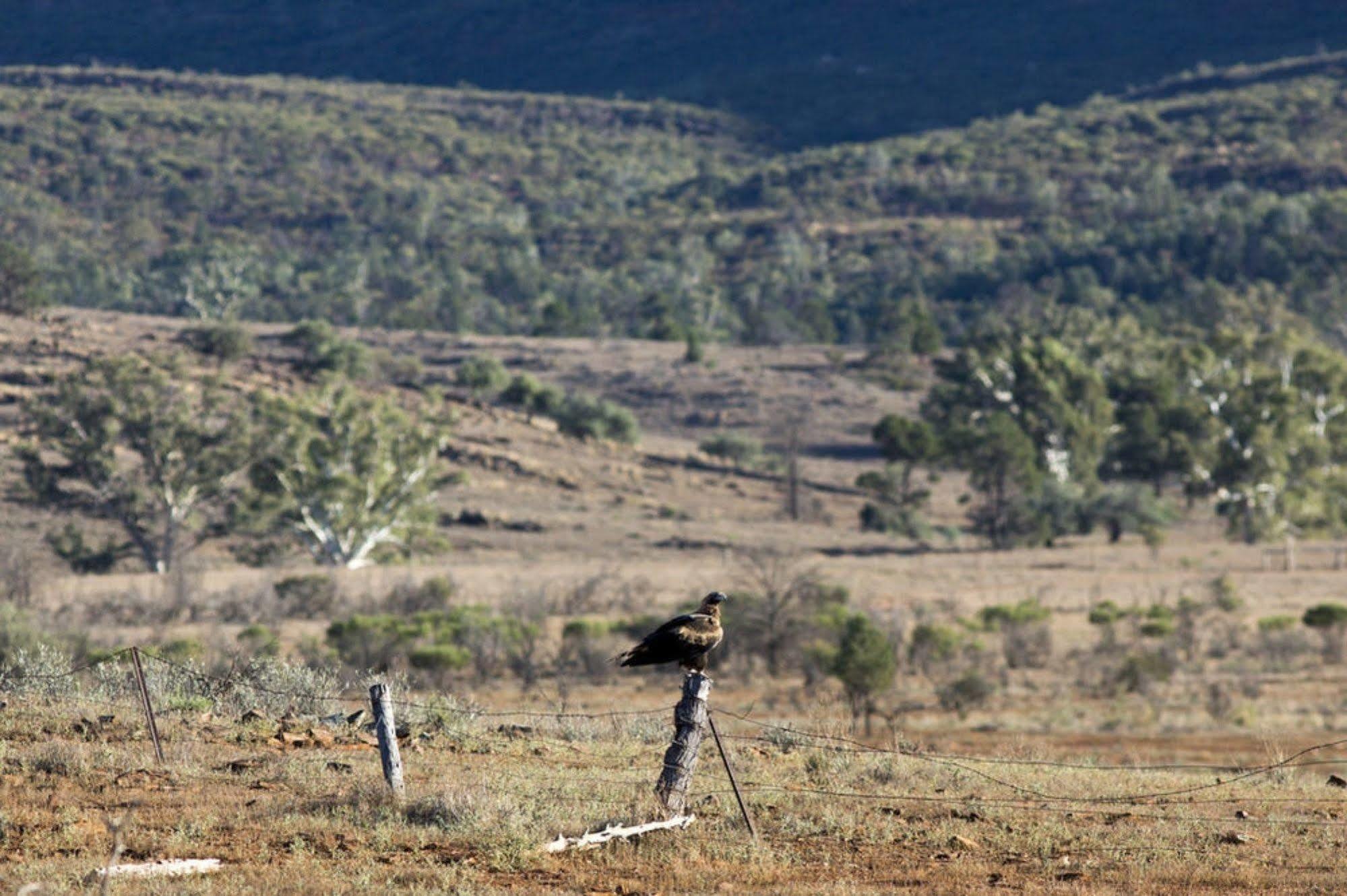 Rawnsley Park Station Hotel Flinders Ranges ภายนอก รูปภาพ